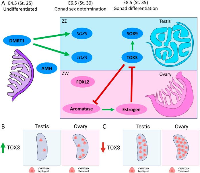 https://cdn.ncbi.nlm.nih.gov/pmc/blobs/6eaf/10108705/7eeb305fb712/develop-150-201466-g9.jpg