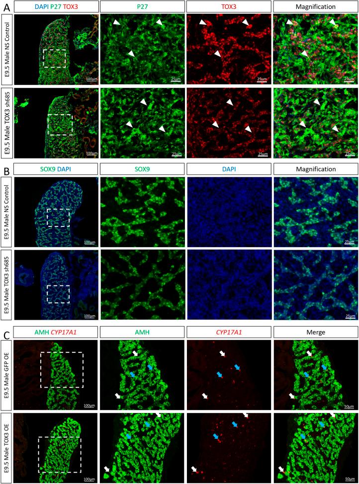 https://cdn.ncbi.nlm.nih.gov/pmc/blobs/6eaf/10108705/8567e145fac4/develop-150-201466-g2.jpg