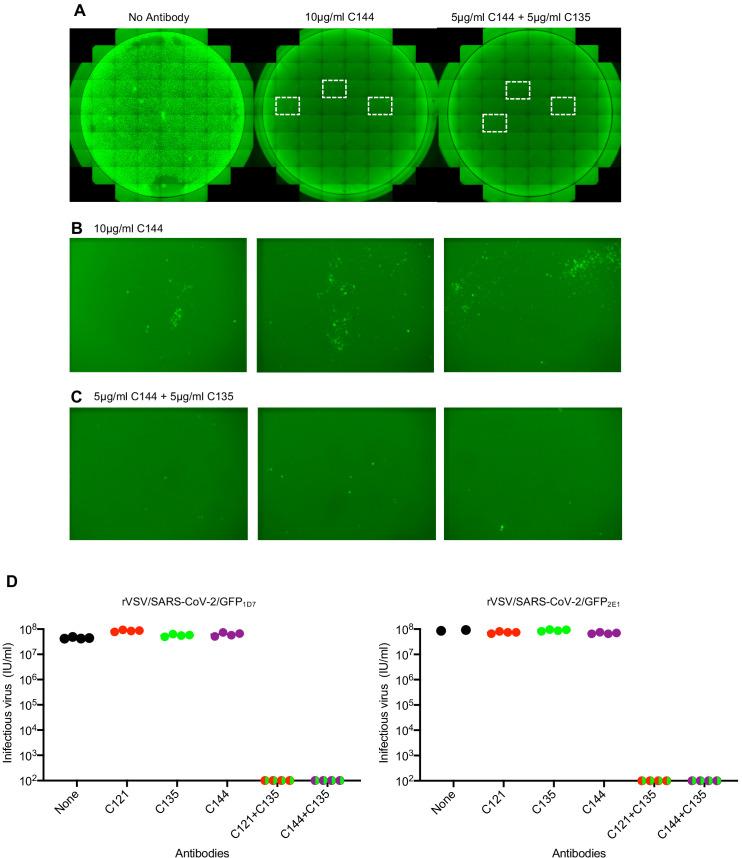 https://cdn.ncbi.nlm.nih.gov/pmc/blobs/6eaf/7723407/8c85fad6bab6/elife-61312-fig9.jpg