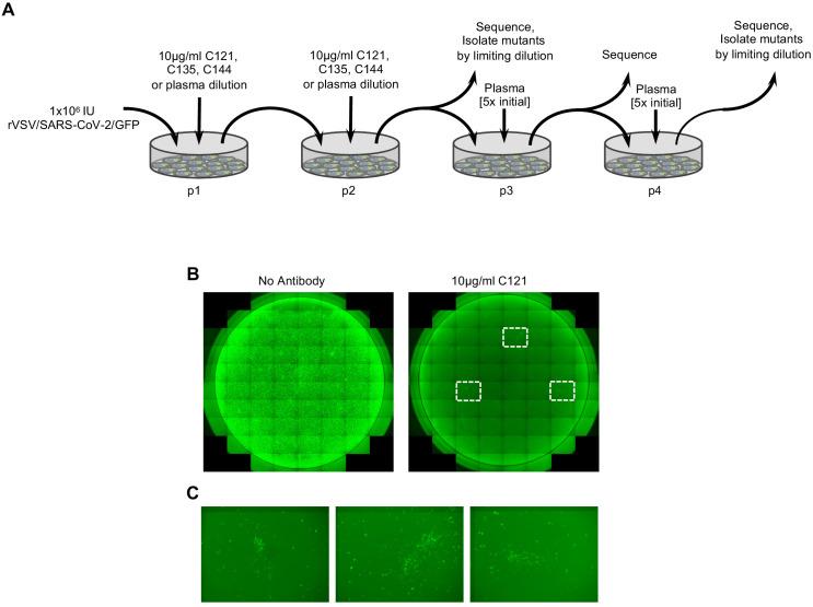 https://cdn.ncbi.nlm.nih.gov/pmc/blobs/6eaf/7723407/c35fbcb4ed17/elife-61312-fig1.jpg