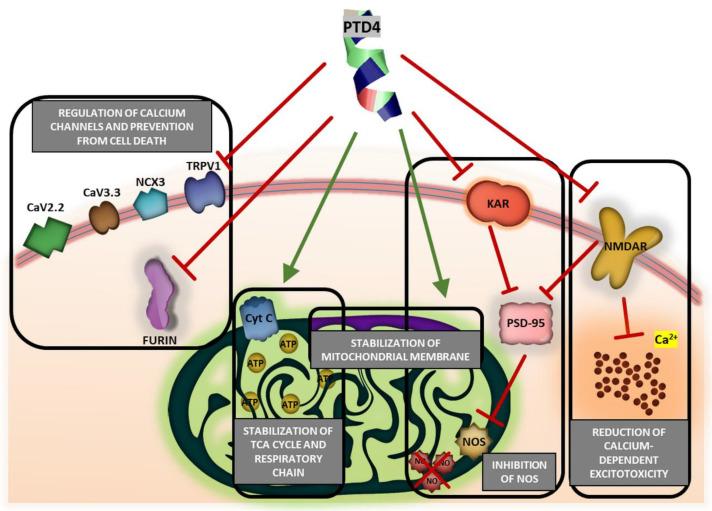 https://cdn.ncbi.nlm.nih.gov/pmc/blobs/6eb0/8200211/995a0fca74b1/ijms-22-06086-g008.jpg
