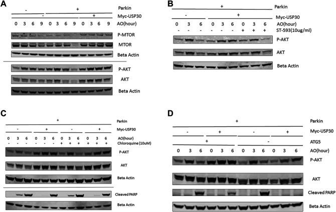 https://cdn.ncbi.nlm.nih.gov/pmc/blobs/6eb3/8891576/f677990201c3/fphar-13-816551-g002.jpg