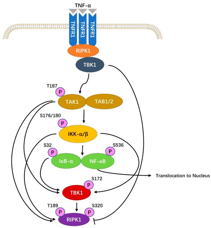 https://cdn.ncbi.nlm.nih.gov/pmc/blobs/6eb4/11354414/fc698cba1a0b/ijms-25-08638-g003.jpg