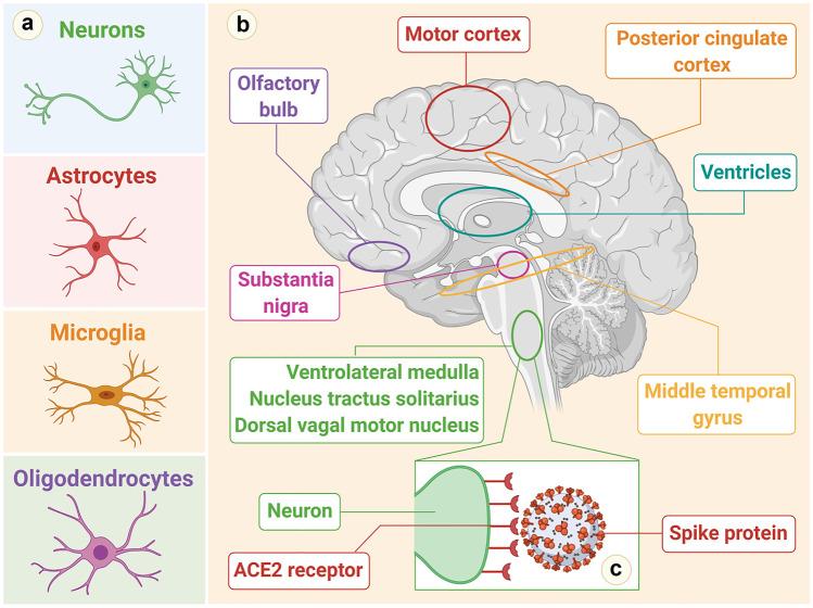 https://cdn.ncbi.nlm.nih.gov/pmc/blobs/6eb4/7814864/8019970e1dc2/12031_2020_1767_Fig2_HTML.jpg