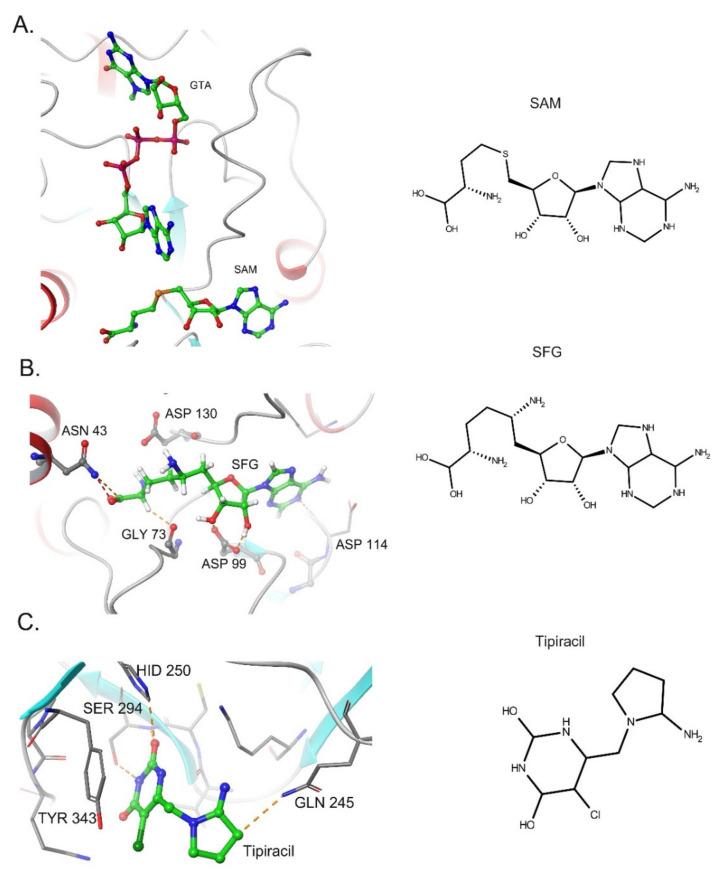 https://cdn.ncbi.nlm.nih.gov/pmc/blobs/6eb9/8235370/80cec6985efb/life-11-00571-g003.jpg