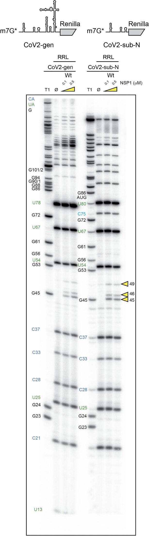 https://cdn.ncbi.nlm.nih.gov/pmc/blobs/6ebb/10484668/3884b84cf6ea/gkad627fig5.jpg