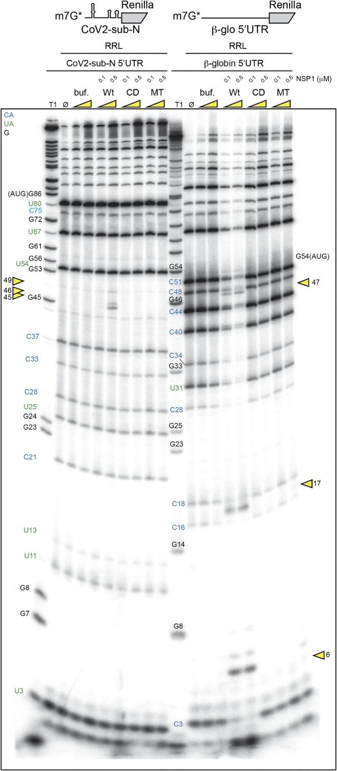 https://cdn.ncbi.nlm.nih.gov/pmc/blobs/6ebb/10484668/408294a3b400/gkad627fig3.jpg