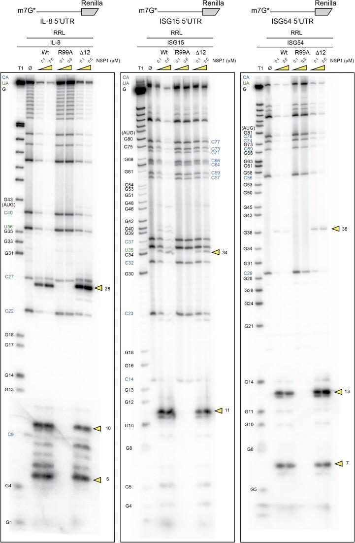 https://cdn.ncbi.nlm.nih.gov/pmc/blobs/6ebb/10484668/50480842f2f1/gkad627fig7.jpg