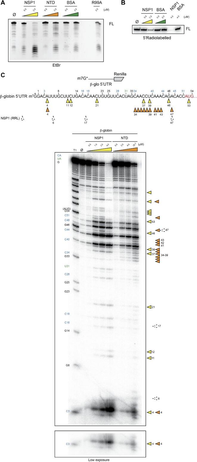 https://cdn.ncbi.nlm.nih.gov/pmc/blobs/6ebb/10484668/5f37b4d97f3f/gkad627fig8.jpg