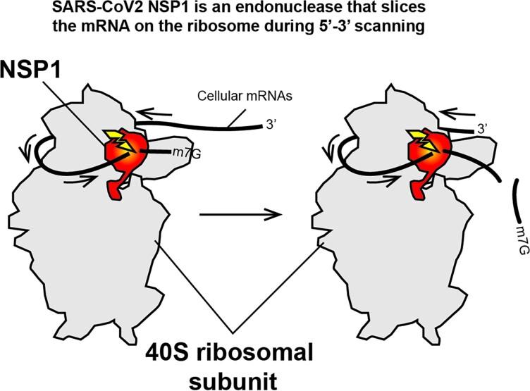 https://cdn.ncbi.nlm.nih.gov/pmc/blobs/6ebb/10484668/6aa8cc2e1e96/gkad627figgra1.jpg