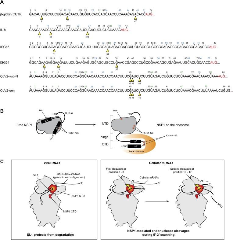 https://cdn.ncbi.nlm.nih.gov/pmc/blobs/6ebb/10484668/b8d023ad9f06/gkad627fig9.jpg