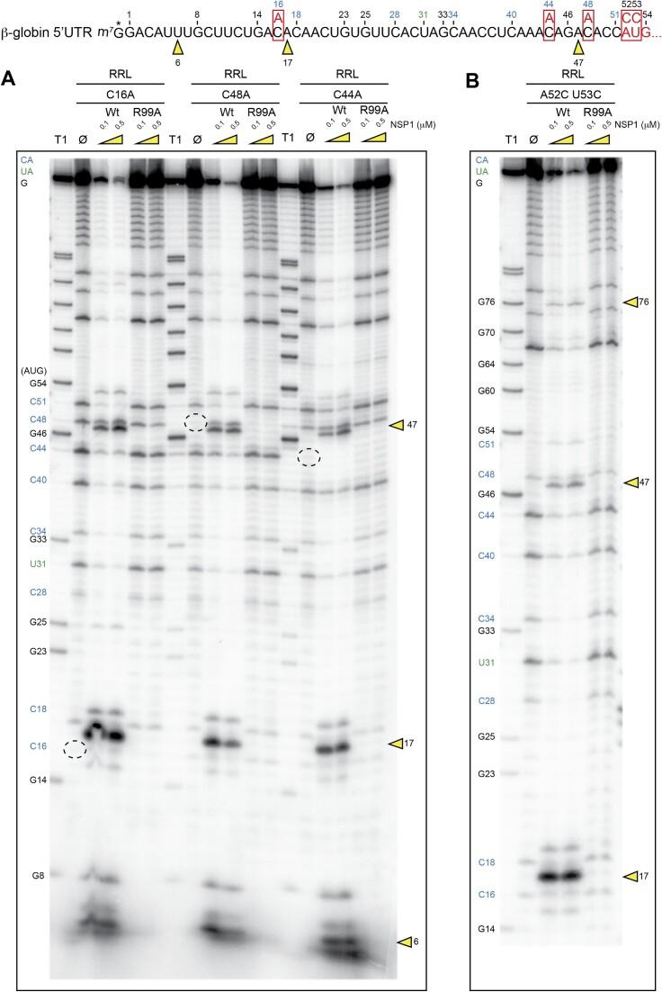 https://cdn.ncbi.nlm.nih.gov/pmc/blobs/6ebb/10484668/f24721d92e07/gkad627fig4.jpg
