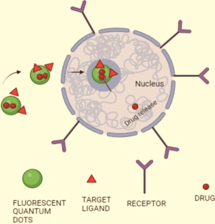 https://cdn.ncbi.nlm.nih.gov/pmc/blobs/6ec4/11424751/d5938d832085/cureus-0016-00000067869-i05.jpg