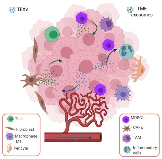 https://cdn.ncbi.nlm.nih.gov/pmc/blobs/6ec7/7922229/6a8b6653cea9/cancers-13-00847-g004.jpg