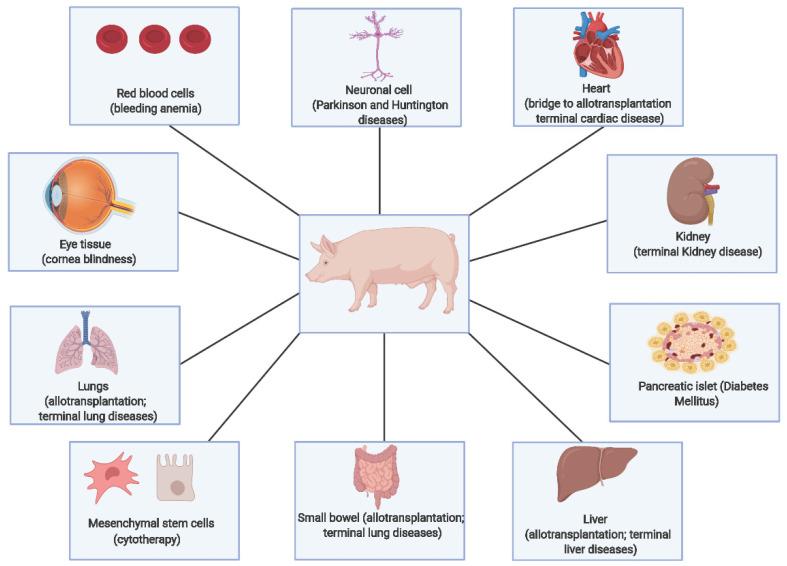 https://cdn.ncbi.nlm.nih.gov/pmc/blobs/6ec7/9219854/174a58caafc6/biology-11-00903-g005.jpg