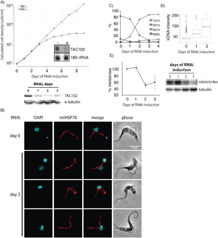 https://cdn.ncbi.nlm.nih.gov/pmc/blobs/6eca/4864229/59abf64ffbbb/ppat.1005586.g001.jpg