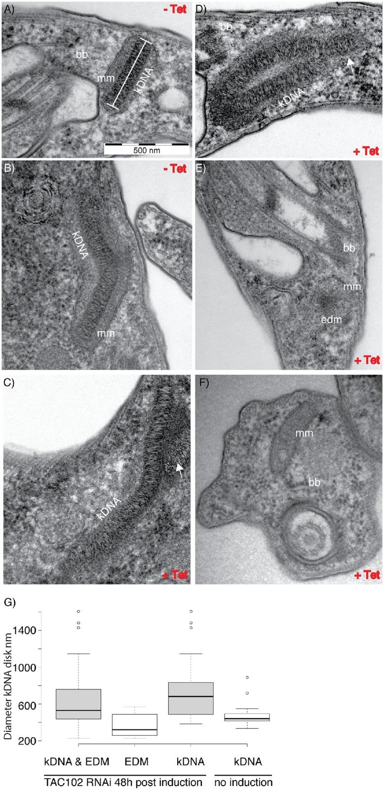 https://cdn.ncbi.nlm.nih.gov/pmc/blobs/6eca/4864229/d53adb2ad9f8/ppat.1005586.g002.jpg