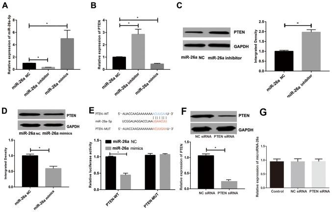 https://cdn.ncbi.nlm.nih.gov/pmc/blobs/6ece/6614723/55353eba0636/etm-18-02-1246-g02.jpg