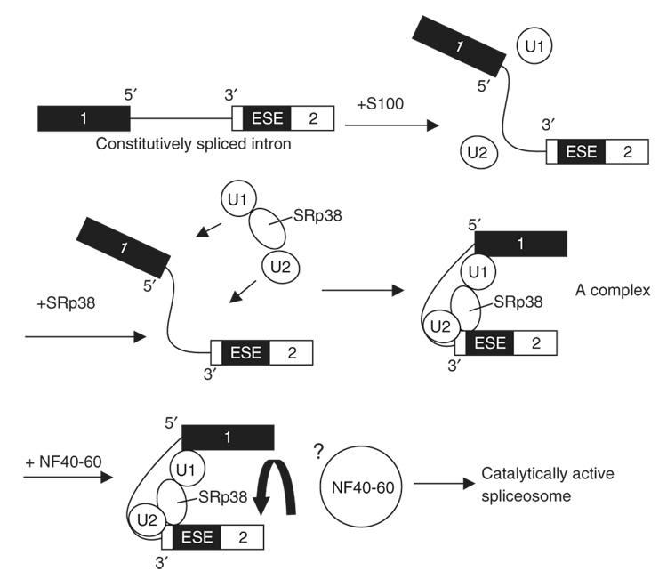 https://cdn.ncbi.nlm.nih.gov/pmc/blobs/6ed0/2668916/9facef7467fe/nihms69788f7.jpg