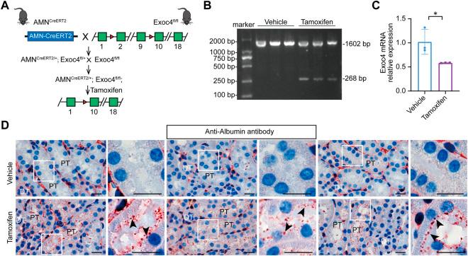 https://cdn.ncbi.nlm.nih.gov/pmc/blobs/6ed7/10196630/2f270e3ddcc2/fcell-11-1171637-g004.jpg