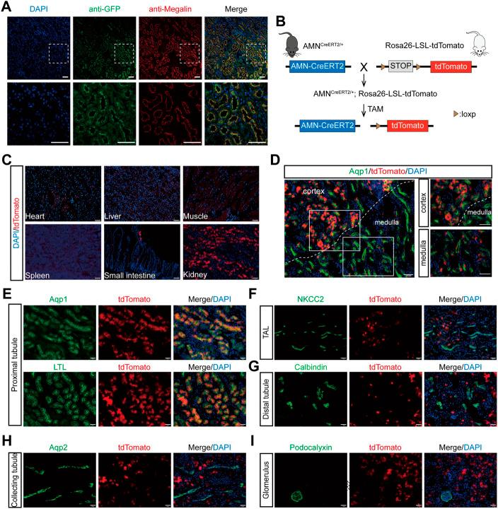 https://cdn.ncbi.nlm.nih.gov/pmc/blobs/6ed7/10196630/d247a0671863/fcell-11-1171637-g002.jpg