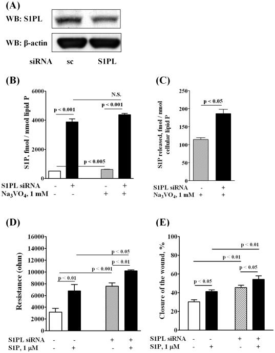 https://cdn.ncbi.nlm.nih.gov/pmc/blobs/6edd/3031585/08244c9f3354/pone.0016571.g003.jpg