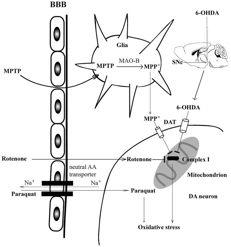 https://cdn.ncbi.nlm.nih.gov/pmc/blobs/6edf/5977437/933572086761/10.1177_1759091418777438-fig2.jpg