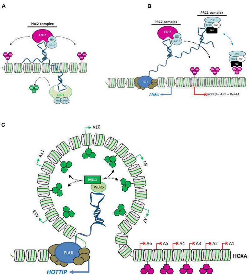 https://cdn.ncbi.nlm.nih.gov/pmc/blobs/6ee2/4413816/48019c24c7f0/fgene-06-00165-g003.jpg