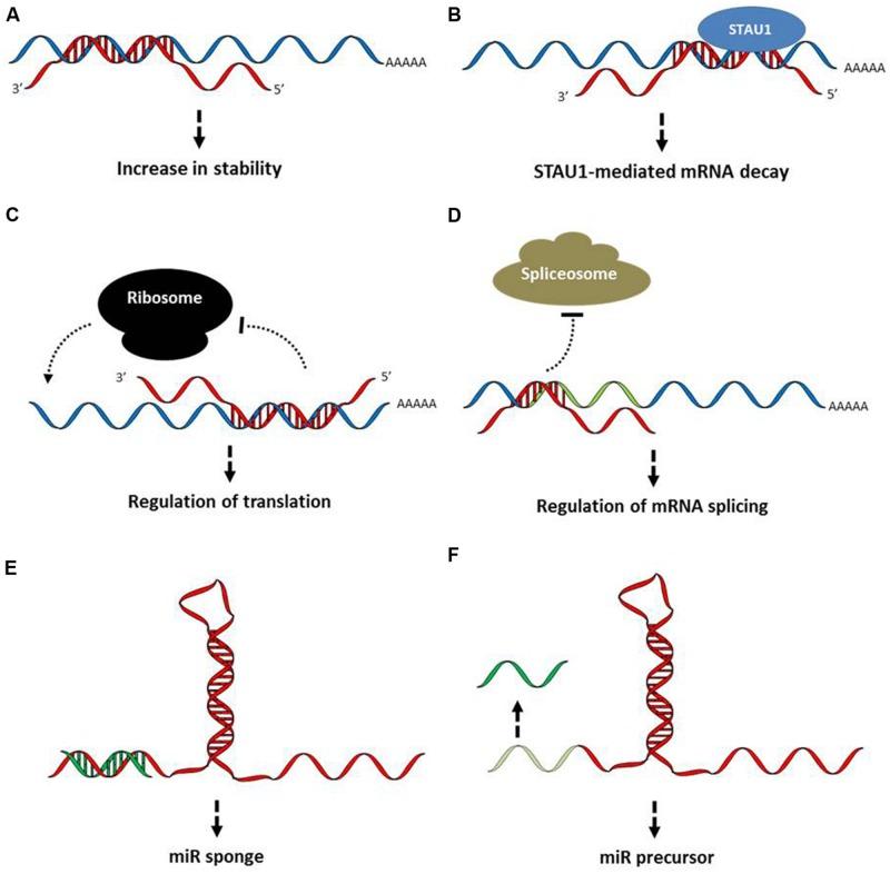 https://cdn.ncbi.nlm.nih.gov/pmc/blobs/6ee2/4413816/b078551954d8/fgene-06-00165-g001.jpg