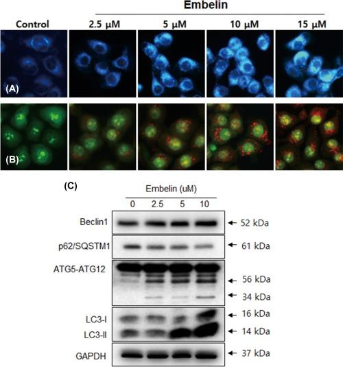https://cdn.ncbi.nlm.nih.gov/pmc/blobs/6ee3/6472881/3f70992c0c7d/TOX-32-2371-g004.jpg