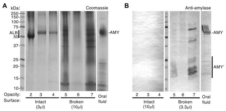 https://cdn.ncbi.nlm.nih.gov/pmc/blobs/6ee3/7556231/69f87907cd6f/fphys-11-579015-g002.jpg