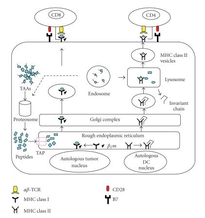 https://cdn.ncbi.nlm.nih.gov/pmc/blobs/6ee4/2825547/c2e9a80ca10b/CDI2009-657369.001.jpg