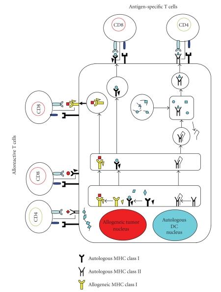 https://cdn.ncbi.nlm.nih.gov/pmc/blobs/6ee4/2825547/e9ad87e375e5/CDI2009-657369.002.jpg