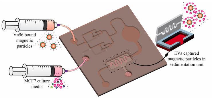 https://cdn.ncbi.nlm.nih.gov/pmc/blobs/6ee5/12250058/773c16c727c8/ijms-26-06352-g011.jpg