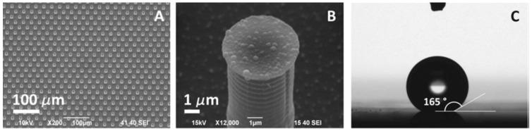 https://cdn.ncbi.nlm.nih.gov/pmc/blobs/6ee5/12250058/774994cd9307/ijms-26-06352-g006.jpg