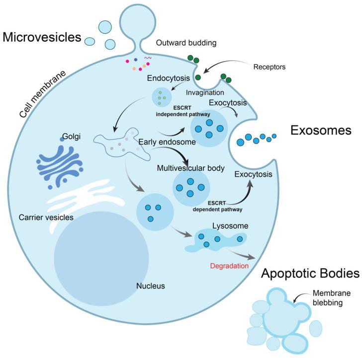 https://cdn.ncbi.nlm.nih.gov/pmc/blobs/6ee5/12250058/d3ad557207db/ijms-26-06352-g002.jpg