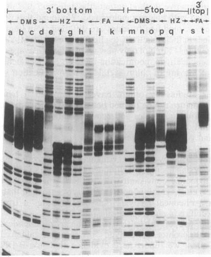 https://cdn.ncbi.nlm.nih.gov/pmc/blobs/6ee5/280302/ef38844904d1/pnas00263-0130-a.jpg