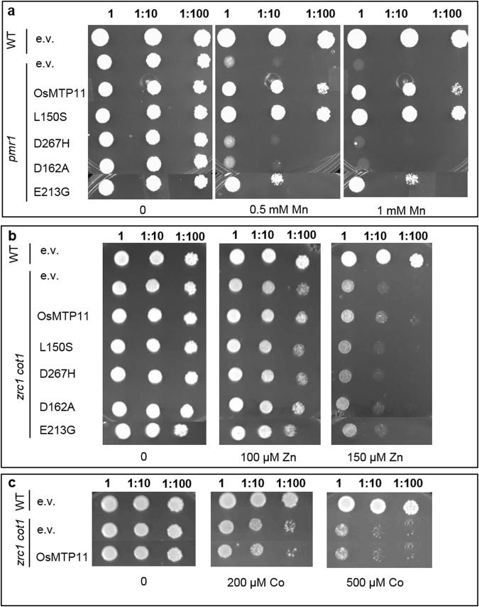 https://cdn.ncbi.nlm.nih.gov/pmc/blobs/6ee5/5681648/a02db3903457/41598_2017_15324_Fig6_HTML.jpg