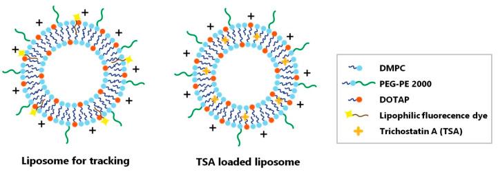 https://cdn.ncbi.nlm.nih.gov/pmc/blobs/6ee6/7730870/6bbb206f851d/ijms-21-09297-g002.jpg