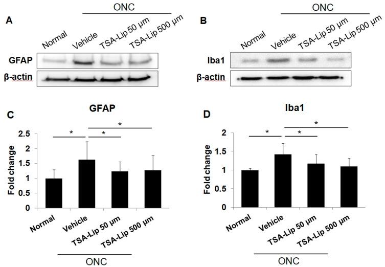 https://cdn.ncbi.nlm.nih.gov/pmc/blobs/6ee6/7730870/b1c6ec6ff953/ijms-21-09297-g005.jpg
