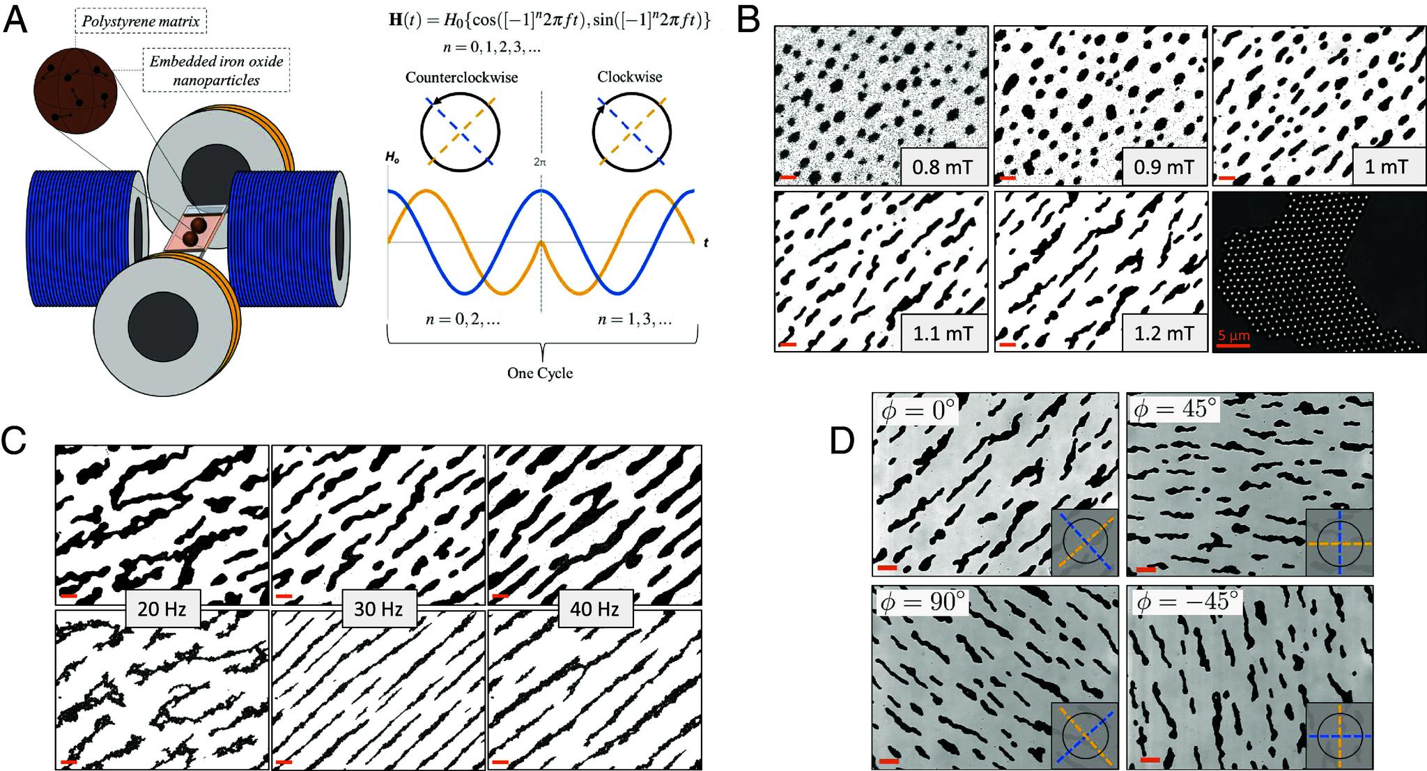 https://cdn.ncbi.nlm.nih.gov/pmc/blobs/6eec/11474040/1f8de3aff3e8/pnas.2404145121fig01.jpg