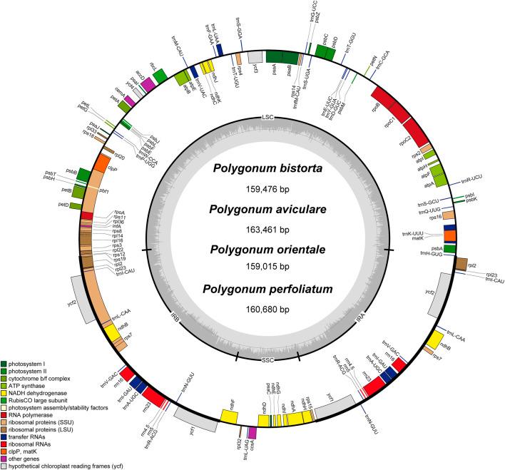 https://cdn.ncbi.nlm.nih.gov/pmc/blobs/6eec/9084321/517211ad84bc/fgene-13-764534-g001.jpg
