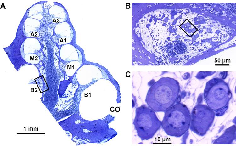 https://cdn.ncbi.nlm.nih.gov/pmc/blobs/6eec/9789241/6c35236010f3/10162_2022_864_Fig3_HTML.jpg
