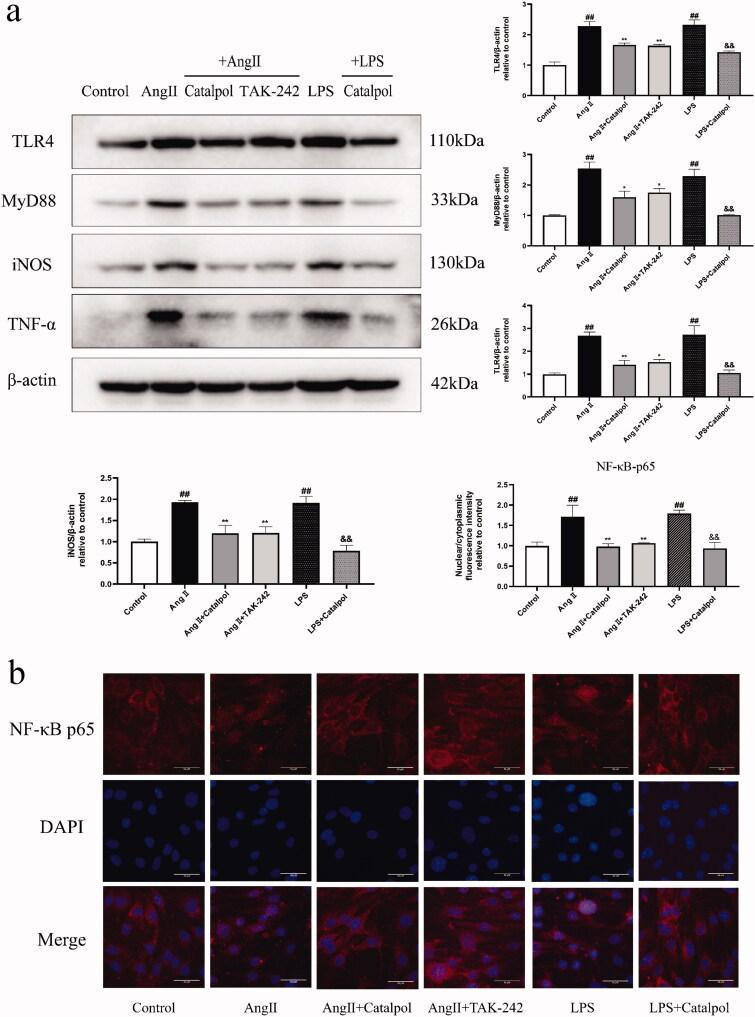 https://cdn.ncbi.nlm.nih.gov/pmc/blobs/6eee/9665075/6f30b257393c/IPHB_A_2142801_F0004_C.jpg