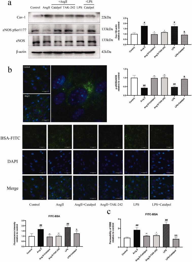 https://cdn.ncbi.nlm.nih.gov/pmc/blobs/6eee/9665075/ec5bafcf151f/IPHB_A_2142801_F0005_C.jpg