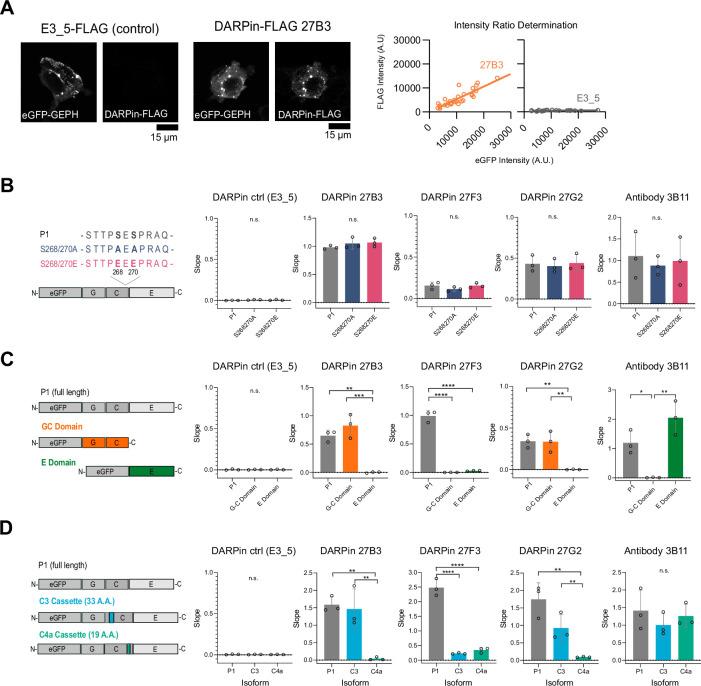 https://cdn.ncbi.nlm.nih.gov/pmc/blobs/6ef0/9674349/06d131b7a6cb/elife-80895-fig6-figsupp2.jpg