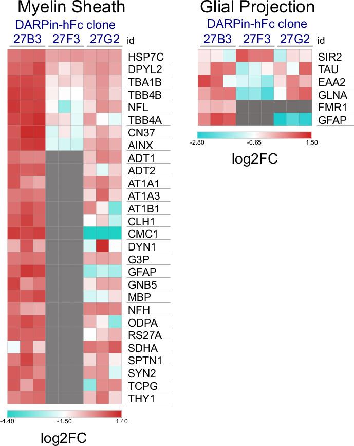 https://cdn.ncbi.nlm.nih.gov/pmc/blobs/6ef0/9674349/35b6d1f1fdc3/elife-80895-fig6-figsupp3.jpg