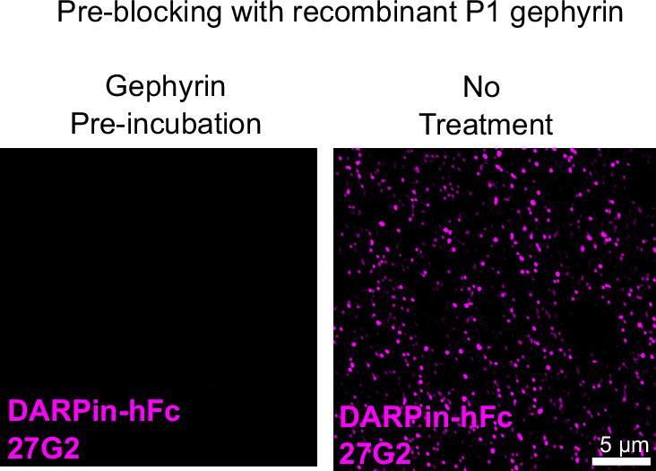 https://cdn.ncbi.nlm.nih.gov/pmc/blobs/6ef0/9674349/5f5ae8c9f9db/elife-80895-fig3-figsupp3.jpg