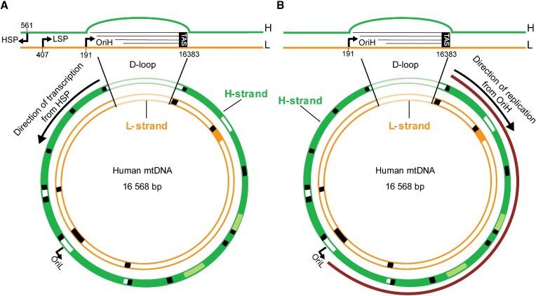 https://cdn.ncbi.nlm.nih.gov/pmc/blobs/6ef3/10415151/a7f5f7a01f43/gkad535fig7.jpg