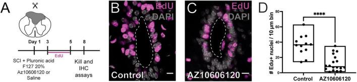 https://cdn.ncbi.nlm.nih.gov/pmc/blobs/6ef4/10757934/5b76d00d322e/fncel-17-1288676-g006.jpg
